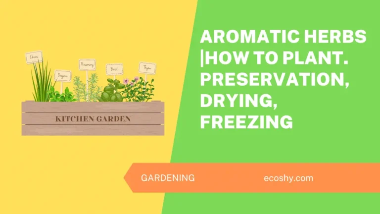 Aromatic Herbs |How to Plant. Preservation, Drying, Freezing