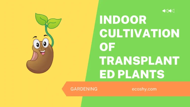 Indoor Cultivation of Transplanted Plants [Which Saves Time]